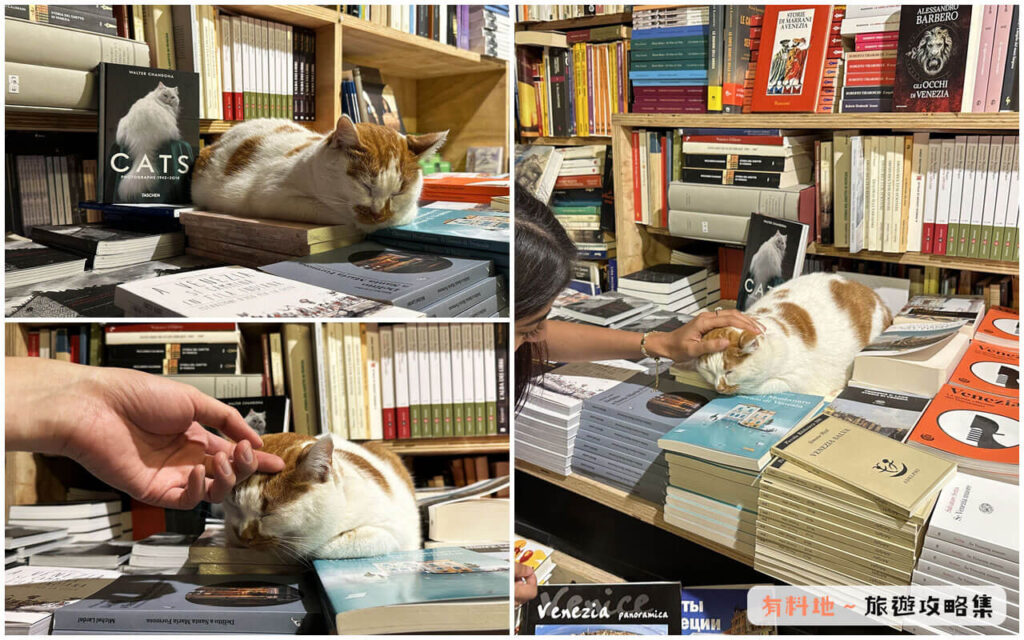 【威尼斯沉船書店 Libreria Acqua Alta】書店店貓 【威尼斯沉船書店 Libreria Acqua Alta】書店店貓